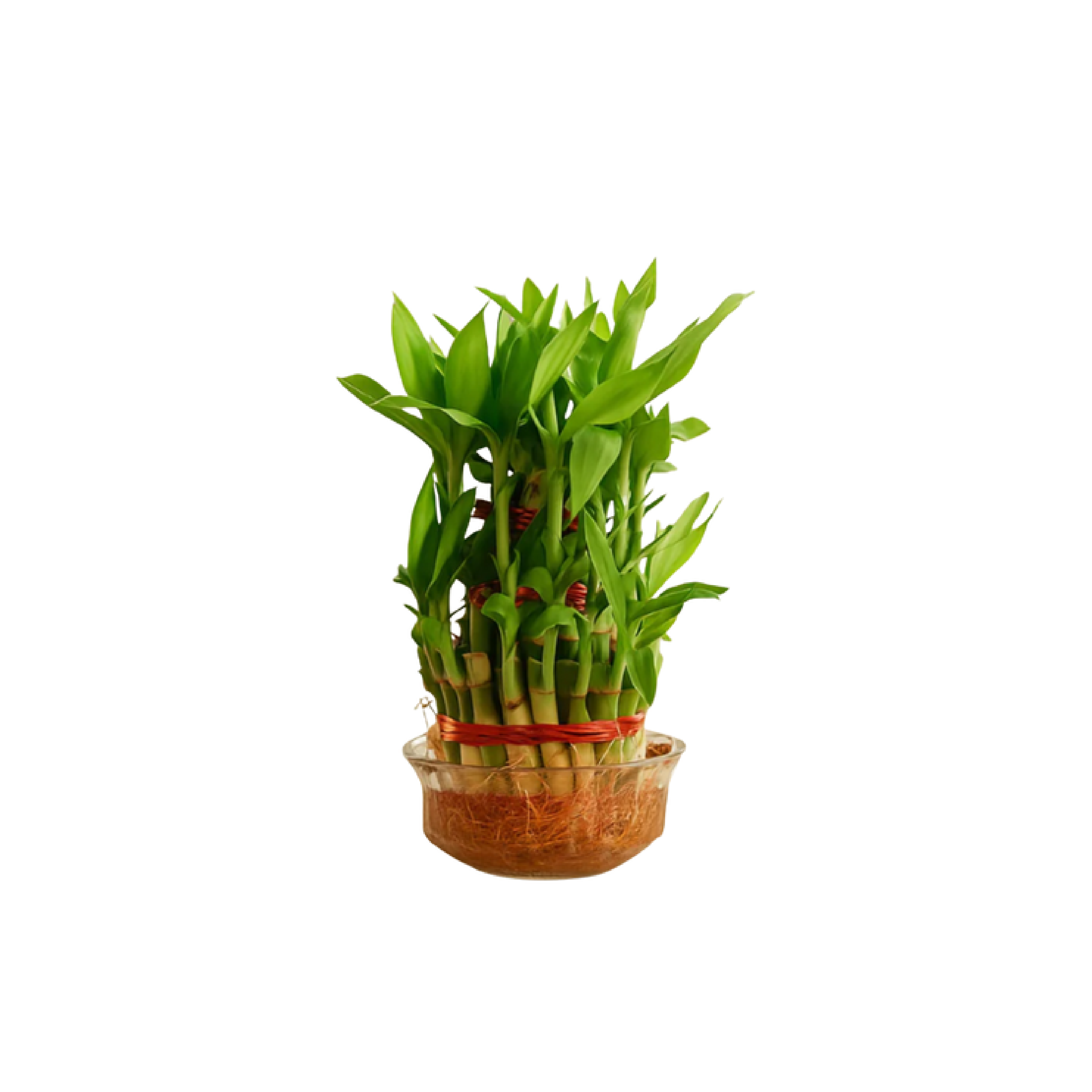 Plants